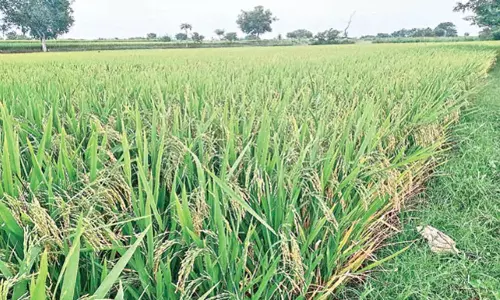 Paddy Bonus 2026: రైతులకు సర్కార్ అదిరిపోయే గుడ్ న్యూస్: వడ్ల బోనస్ నిధులు విడుదల.. నేరుగా ఖాతాల్లోకి రూ.500! Paddy Bonus 2026: రైతులకు సర్కార్ అదిరిపోయే గుడ్ న్యూస్: వడ్ల బోనస్ నిధులు విడుదల.. నేరుగా ఖాతాల్లోకి రూ.500!