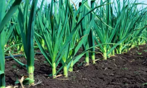 Garlic Farming: ఆరు నెలల కష్టం.. ఆరు లక్షల లాభం..!
