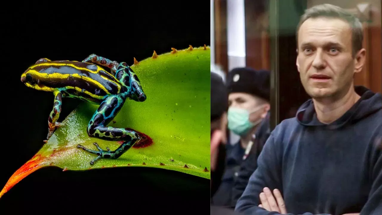 Alexei Navalny : రష్యా జైలులో ఏం జరిగింది? కప్పతో పుతిన్ ప్రత్యర్థిని చంపారా ? బయటపడ్డ షాకింగ్ నిజాలు Alexei Navalny : రష్యా జైలులో ఏం జరిగింది? కప్పతో పుతిన్ ప్రత్యర్థిని చంపారా ? బయటపడ్డ షాకింగ్ నిజాలు