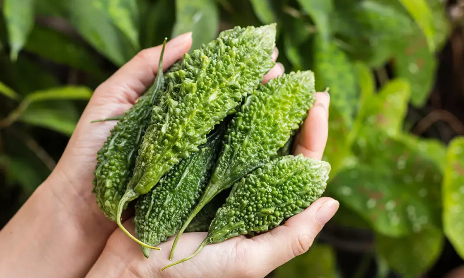 Bitter Gourd Side Effects: కాకరకాయతో ఈ పదార్థాలు తింటున్నారా? అయితే మీ పని అయిపోయినట్టే..! Bitter Gourd Side Effects: కాకరకాయతో ఈ పదార్థాలు తింటున్నారా? అయితే మీ పని అయిపోయినట్టే..!