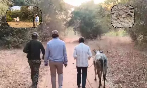 Mother Love: అమ్మ ప్రేమకు అడవి కూడా వణికింది.. పులి చంపిన దూడ వద్దకు అధికారులను తీసుకెళ్లిన తల్లి ఆవు!