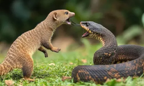 Snake vs Mongoose