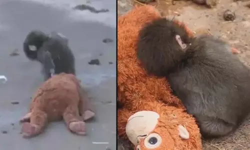 Viral Video: అమ్మలేని ఒంటరితనంలో తోడైన బొమ్మ.. జూలో చిట్టి కోతి పంచ్ గాథ.. నెటిజన్ల కళ్లు చెమర్చుతున్న వీడియో!