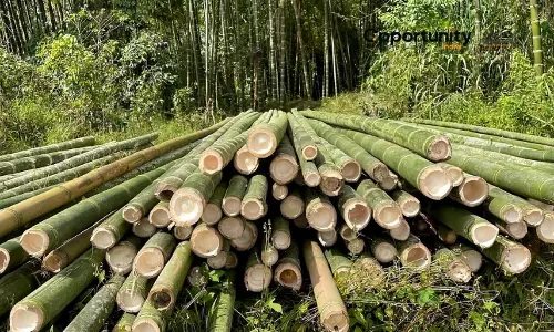 Bamboo Farming: ఎకరాకు రూ. 20 వేల పెట్టుబడి.. ఏడాదికి రూ. 2 లక్షల రాబడి! Bamboo Farming: ఎకరాకు రూ. 20 వేల పెట్టుబడి.. ఏడాదికి రూ. 2 లక్షల రాబడి!