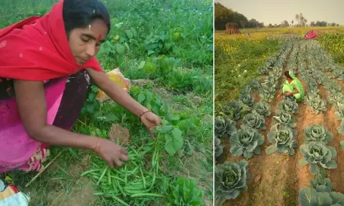 Farming: ఆకుకూరే కదా అని తీసిపారేయకండి..నెల రోజుల్లో రూ. 50,000 లాభం..!