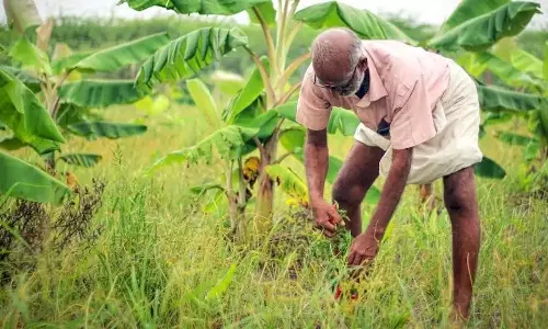 Farming: అర ఎకరంలో 16 రకాల పంటలు.. రోజుకు రూ.12 వేల ఆదాయం...రైతు ఐడియా అదిరింది..!