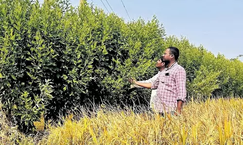 Red Gram farming : పెట్టుబడి తక్కువ..లాభం ఎక్కువ..ఈ పంట వేస్తే ఎకరానికి రూ. 80 వేలు మిగులు..!