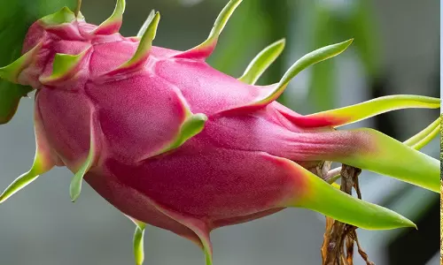 Dragon Fruit : సామాన్య రైతును రాజుగా మార్చే పంట... లక్షల్లో లాభాలు