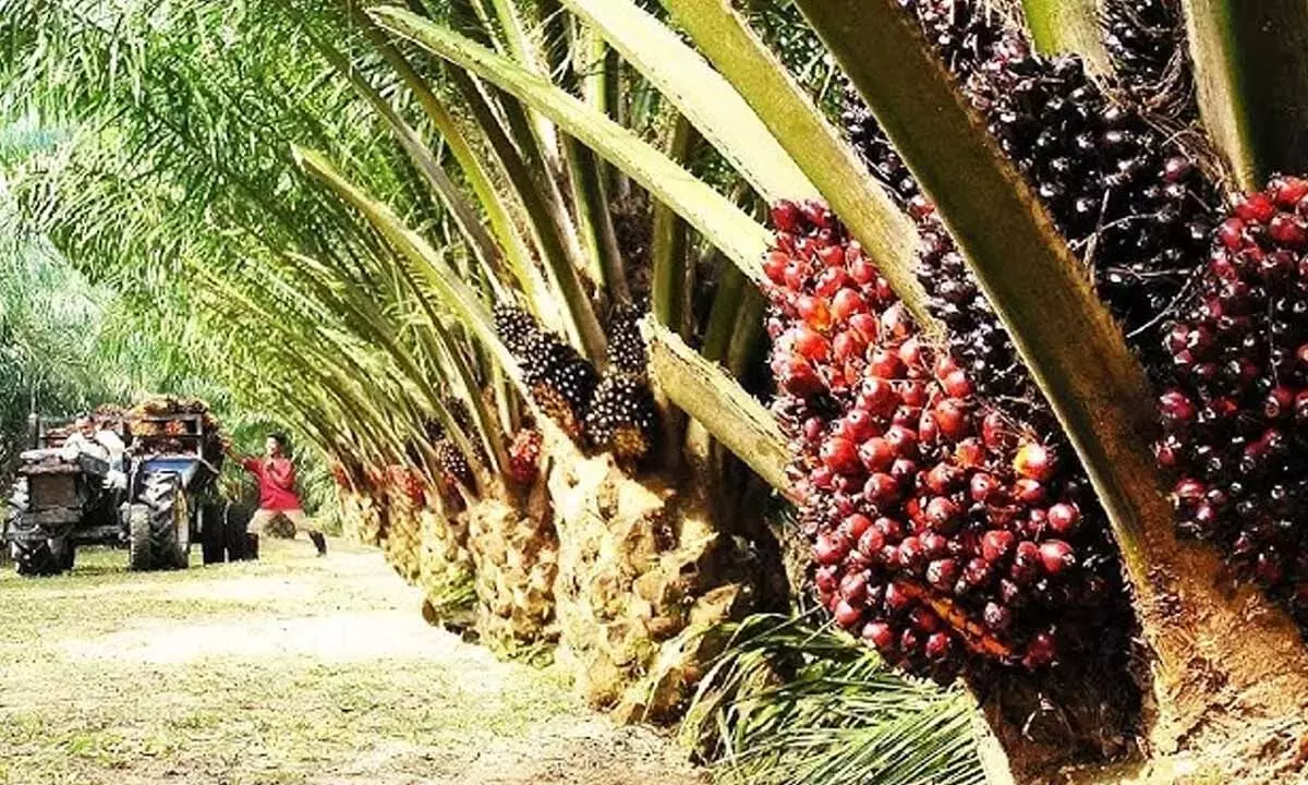 Oil Palm