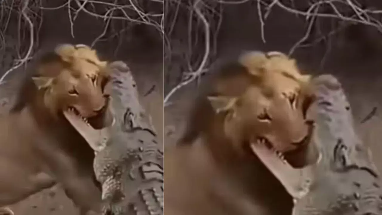 Viral Video : ఈ శతాబ్దపు భయంకరమైన జంతు పోరాటం.. ఈ వీడియో చూస్తే వణికిపోతారు!