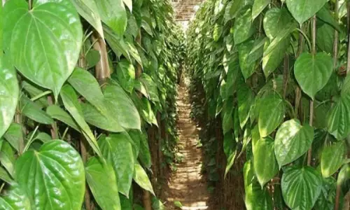 Farming : వరి, పత్తి వద్దు.. తమలపాకు ముద్దు! కోట్లు కురిపిస్తున్న కలకత్తా తేజ్ పత్తా సాగు. Farming : వరి, పత్తి వద్దు.. తమలపాకు ముద్దు! కోట్లు కురిపిస్తున్న కలకత్తా తేజ్ పత్తా సాగు.