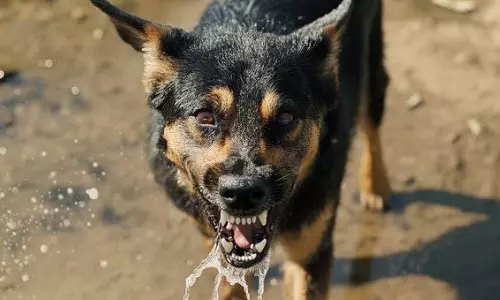 Rabid Dog Attack in Nelakondapalli : నేలకొండపల్లిలో పిచ్చికుక్క దాడి.. ఐదుగురికి గాయాలు Rabid Dog Attack in Nelakondapalli : నేలకొండపల్లిలో పిచ్చికుక్క దాడి.. ఐదుగురికి గాయాలు