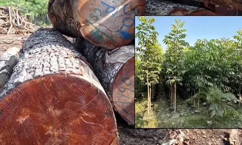 Mahogany Farming: 15 ఏళ్లలో రూ. 2 కోట్ల లాభం వచ్చే ఏకైక పంట..! Mahogany Farming: 15 ఏళ్లలో రూ. 2 కోట్ల లాభం వచ్చే ఏకైక పంట..!