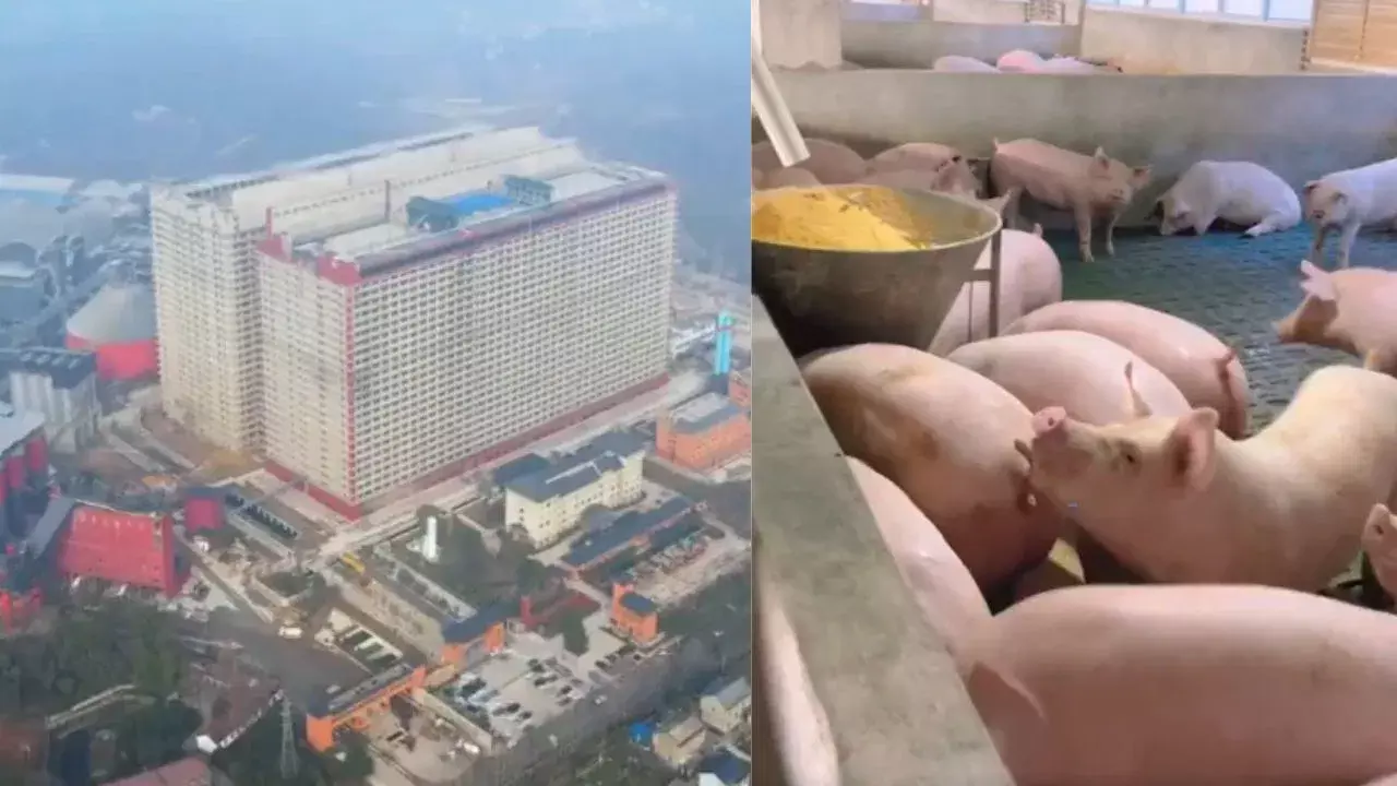 China Skyscraper Pig Farm : ఒకే బిల్డింగ్లో 12 లక్షల పందులు..వాటి బిల్డింగ్ ఖరీదు అక్షరాలా రూ.54వేల కోట్లు China Skyscraper Pig Farm : ఒకే బిల్డింగ్లో 12 లక్షల పందులు..వాటి బిల్డింగ్ ఖరీదు అక్షరాలా రూ.54వేల కోట్లు