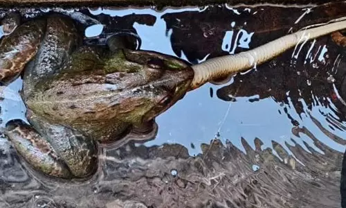 ప్రాణం మీదకు వస్తే పామునైనా వదలదు.. వైరల్ అవుతున్న కప్ప సాహసం! ప్రాణం మీదకు వస్తే పామునైనా వదలదు.. వైరల్ అవుతున్న కప్ప సాహసం!