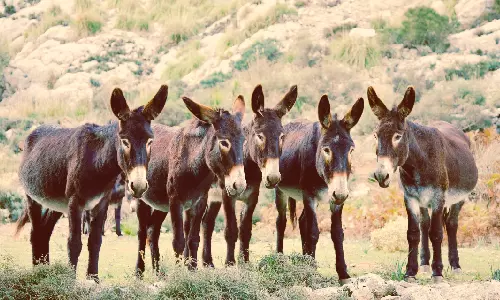 Donkey Farming
