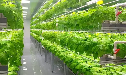 Indoor Farming