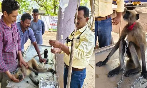 Suryapet: డాక్టర్ సాబ్ హాట్సాఫ్.. గుండెపోటుతో పడిపోయిన మూగజీవానికి ప్రాణం పోసిన పశువైద్యుడు!