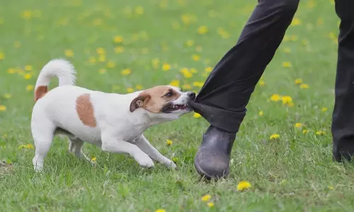 Dog attack: కామారెడ్డి జిల్లా దోమకొండలో పిచ్చికుక్క స్వైరవిహారం చేసింది.