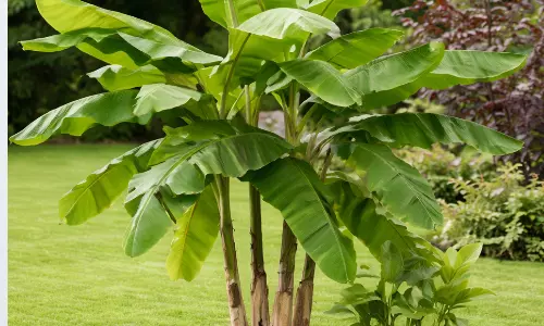 Vastu Tips: అర‌టి చెట్టుతో ఆర్థిక క‌ష్టాల‌న్నీ ప‌రార్‌.. ఏం చేయాలంటే.?