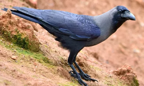 Dreams: క‌ల‌లో కాకి క‌నిపిస్తే ఏం జ‌రుగుతుందో తెలుసా.? లాభ‌మా, న‌ష్ట‌మా.?