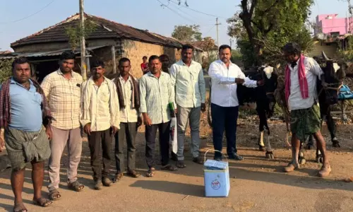 డోన్ గావ్‌లో పశువులకు ఉచిత టీకాలు.. గాలికుంటు వ్యాధిపై రైతులు అప్రమత్తంగా ఉండాలి!