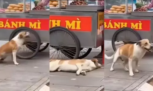 Dog Acting: కూటికోసం కోటి విద్యలు.. ఈ సామెత మనుషులకే కాదు.. కుక్కలకూ వర్తిస్తుంది.