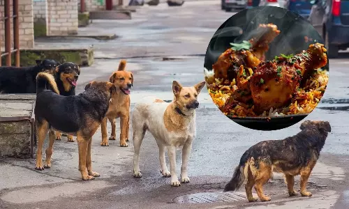 Dog Meat