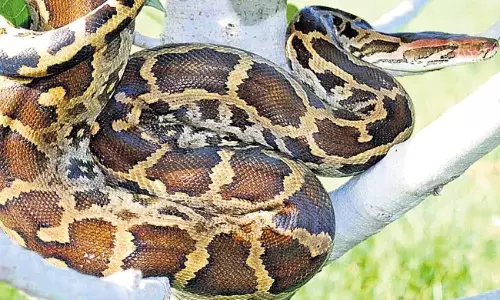 Anakapalli : అనకాపల్లిలో కొండచిలువల కలకలం.. 6 పాములను పట్టిన స్నేక్ క్యాచర్లు