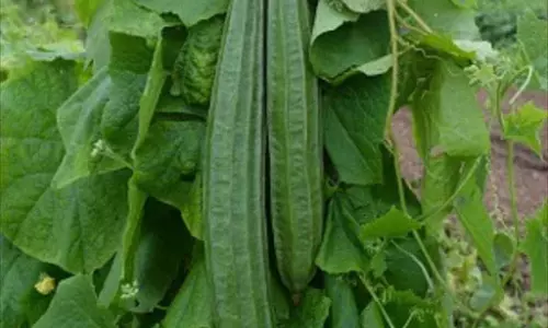 gourd farming: వరి గట్లపై బంగారు పంట.. తక్కువ పెట్టుబడితో అధిక లాభాలు