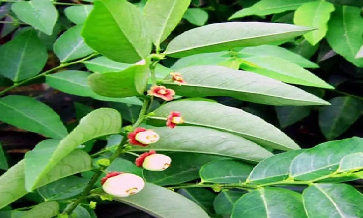 Chakramuni Plant Chakramuni Plant