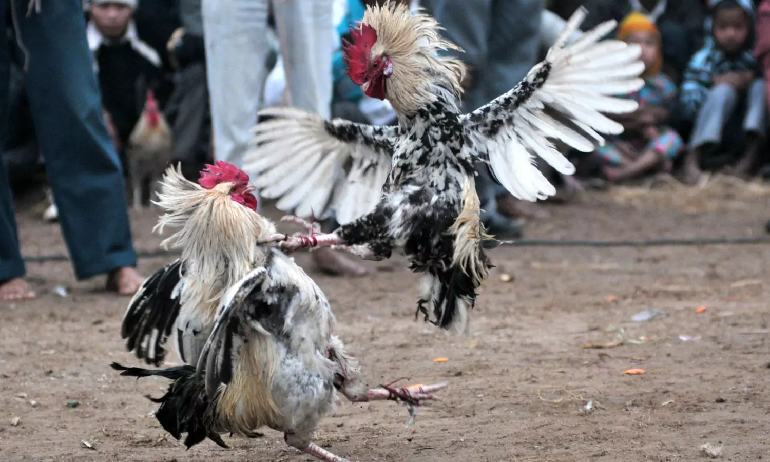 Visakhapatnam: పద్మనాభంలో కోడిపందాల స్థావరాలపై పోలీసుల మెరుపు దాడులు Visakhapatnam: పద్మనాభంలో కోడిపందాల స్థావరాలపై పోలీసుల మెరుపు దాడులు