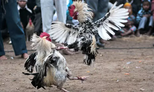 Visakhapatnam: పద్మనాభంలో కోడిపందాల స్థావరాలపై పోలీసుల మెరుపు దాడులు