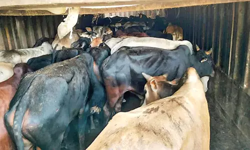 Cattle Smuggling