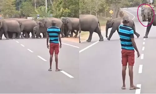 Viral Video: తమను రోడ్డు దాటడానికి సహకరించిన ఒక వ్యక్తికి ఏనుగుల గుంపులోని పెద్ద ఏనుగులు కృతఙ్ఞతలు