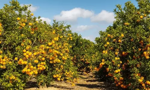 Orange Farming