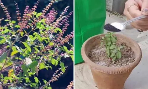How to Keep Tulsi Plant Green: Expert Tips to Prevent Drying After Nursery