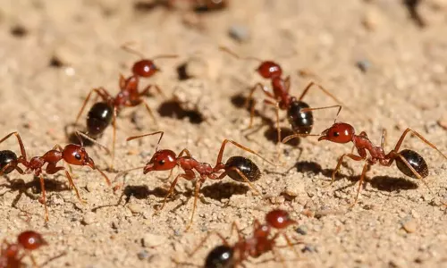 How to Get Rid of Ants Naturally