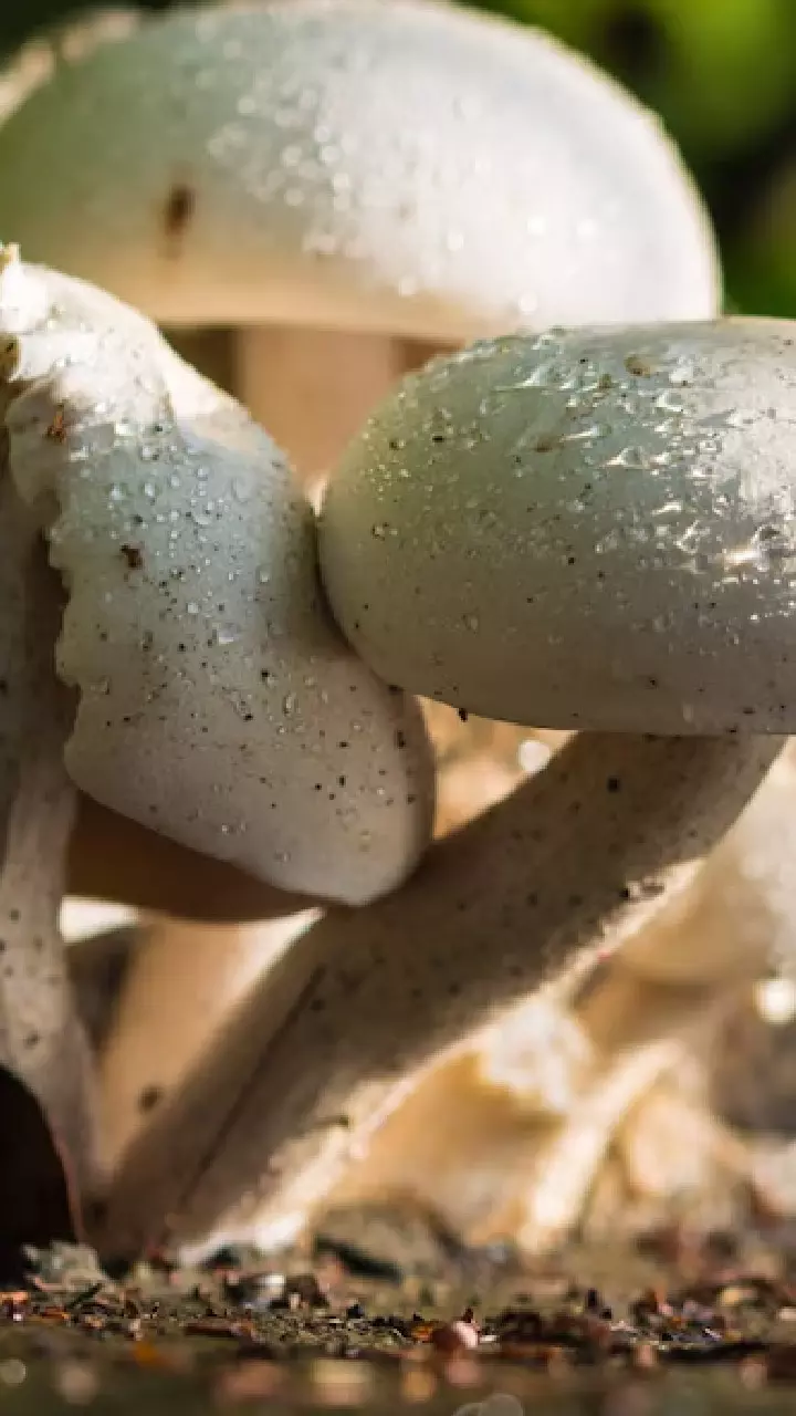 Mushroom : పుట్టగొడుగులు తింటే ఎన్ని లాభాలో తెలిస్తే అస్సలు వదలరు