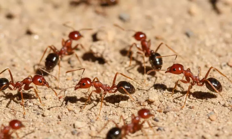 How to Get Rid of Ants Naturally
