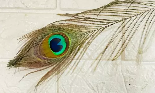 Peacock Feathers