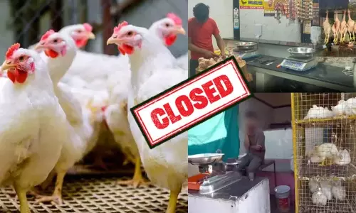 Chicken Shops Chicken Shops