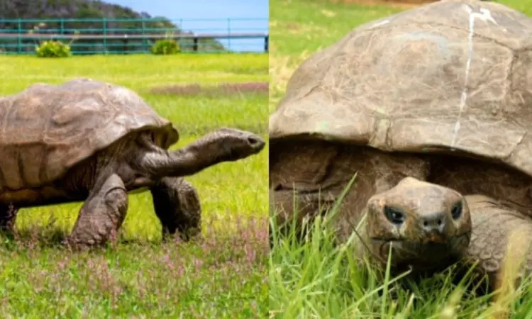 Jonathan Tortoise Alive Worlds Oldest Living Animal at 193 Debunks Viral Death Rumours