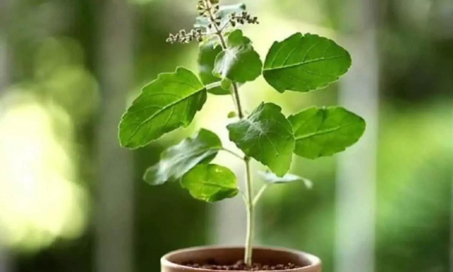 Tulsi Benefits Tulsi Benefits
