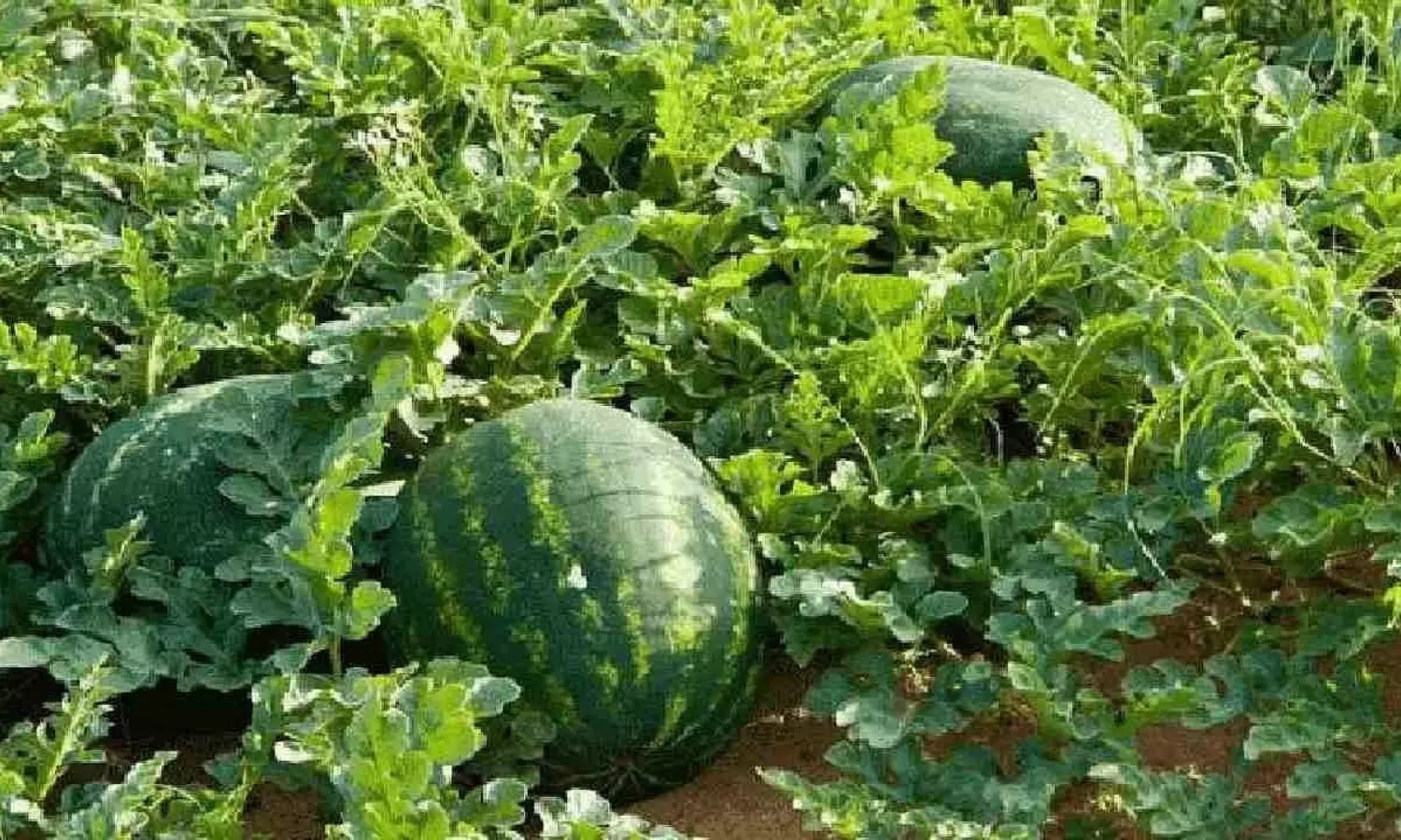 Watermelon Watermelon