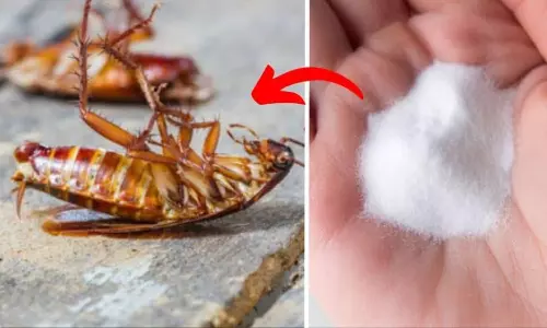 Cockroach Home Remedies Cockroach Home Remedies