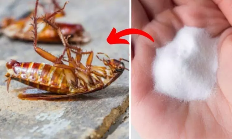 Cockroach Home Remedies Cockroach Home Remedies