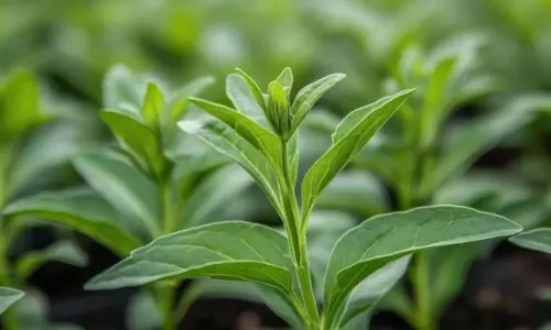 Stevia Farming