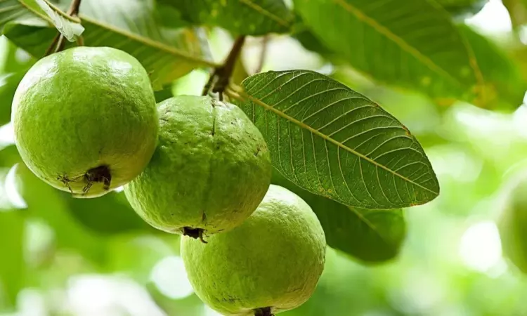 Guava Side Effects Guava Side Effects