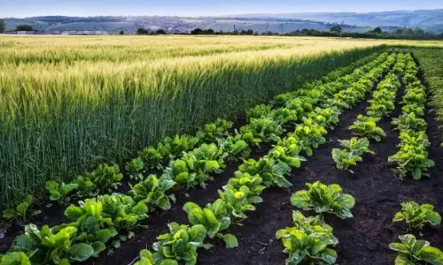 Summer Crops Summer Crops